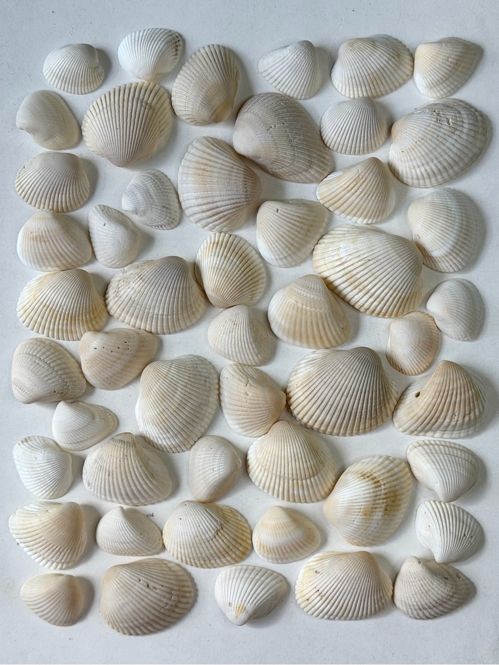 Seashells 50 Ark Clam Shells 1-1/4” to 2-1/2” Cream White Beach Decor Art Crafts